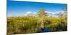 Dwarf Cypress Trees in a field, Everglades National Park, Florida, USA-null-Mounted Photographic Print