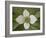 Dwarf Dogwood (Bunchberry Dogwood) (Cornus Canadensis), Glacier National Park, Montana, USA-James Hager-Framed Photographic Print