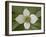 Dwarf Dogwood (Bunchberry Dogwood) (Cornus Canadensis), Glacier National Park, Montana, USA-James Hager-Framed Photographic Print