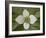 Dwarf Dogwood (Bunchberry Dogwood) (Cornus Canadensis), Glacier National Park, Montana, USA-James Hager-Framed Photographic Print