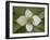 Dwarf Dogwood (Bunchberry Dogwood) (Cornus Canadensis), Glacier National Park, Montana, USA-James Hager-Framed Photographic Print