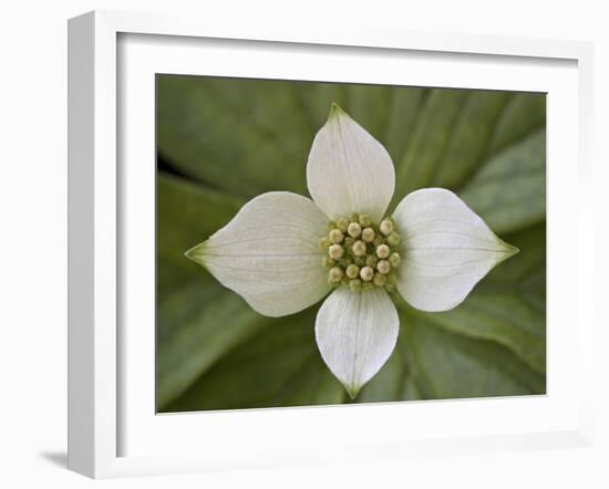 Dwarf Dogwood (Bunchberry Dogwood) (Cornus Canadensis), Glacier National Park, Montana, USA-James Hager-Framed Photographic Print