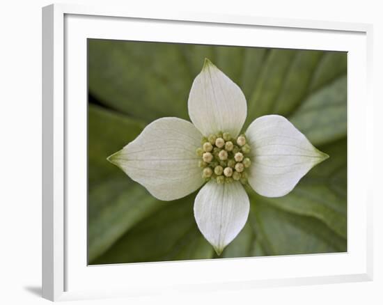 Dwarf Dogwood (Bunchberry Dogwood) (Cornus Canadensis), Glacier National Park, Montana, USA-James Hager-Framed Photographic Print