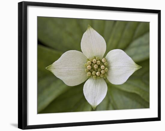 Dwarf Dogwood (Bunchberry Dogwood) (Cornus Canadensis), Glacier National Park, Montana, USA-James Hager-Framed Photographic Print