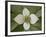 Dwarf Dogwood (Bunchberry Dogwood) (Cornus Canadensis), Glacier National Park, Montana, USA-James Hager-Framed Photographic Print