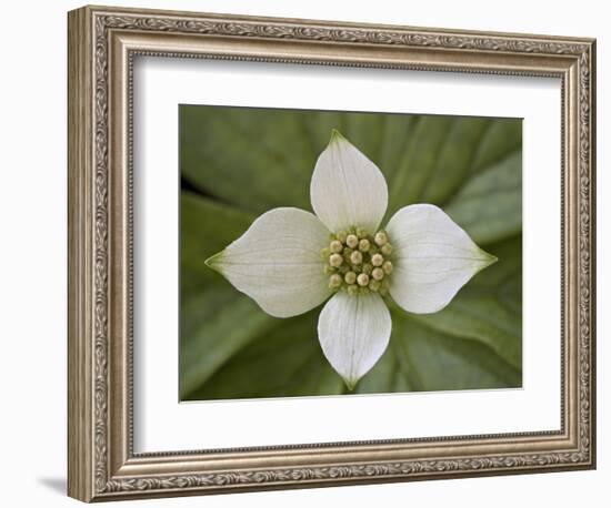 Dwarf Dogwood (Bunchberry Dogwood) (Cornus Canadensis), Glacier National Park, Montana, USA-James Hager-Framed Photographic Print