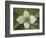 Dwarf Dogwood (Bunchberry Dogwood) (Cornus Canadensis), Glacier National Park, Montana, USA-James Hager-Framed Photographic Print