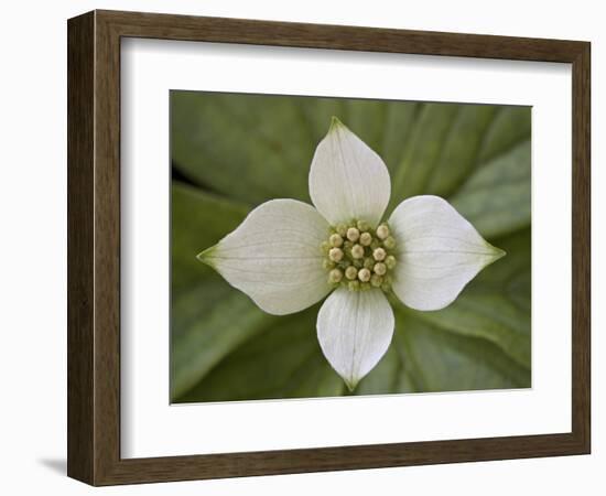 Dwarf Dogwood (Bunchberry Dogwood) (Cornus Canadensis), Glacier National Park, Montana, USA-James Hager-Framed Photographic Print