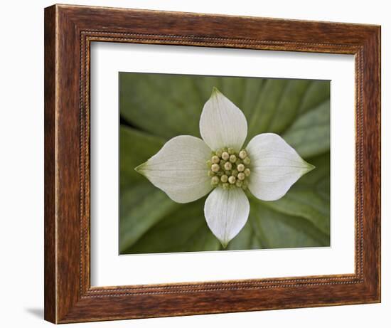 Dwarf Dogwood (Bunchberry Dogwood) (Cornus Canadensis), Glacier National Park, Montana, USA-James Hager-Framed Photographic Print