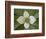 Dwarf Dogwood (Bunchberry Dogwood) (Cornus Canadensis), Glacier National Park, Montana, USA-James Hager-Framed Photographic Print