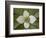 Dwarf Dogwood (Bunchberry Dogwood) (Cornus Canadensis), Glacier National Park, Montana, USA-James Hager-Framed Photographic Print