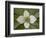 Dwarf Dogwood (Bunchberry Dogwood) (Cornus Canadensis), Glacier National Park, Montana, USA-James Hager-Framed Photographic Print