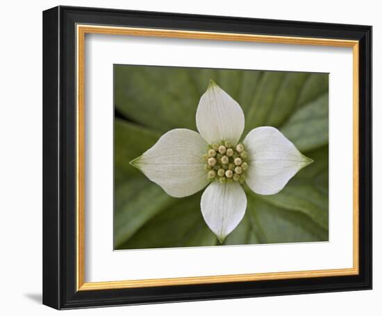 Dwarf Dogwood (Bunchberry Dogwood) (Cornus Canadensis), Glacier National Park, Montana, USA-James Hager-Framed Photographic Print