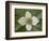 Dwarf Dogwood (Bunchberry Dogwood) (Cornus Canadensis), Glacier National Park, Montana, USA-James Hager-Framed Photographic Print