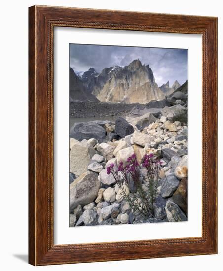 Dwarf Fireweed and Trango, Baltoro Muztagh Range, Pakistan-Gavriel Jecan-Framed Photographic Print