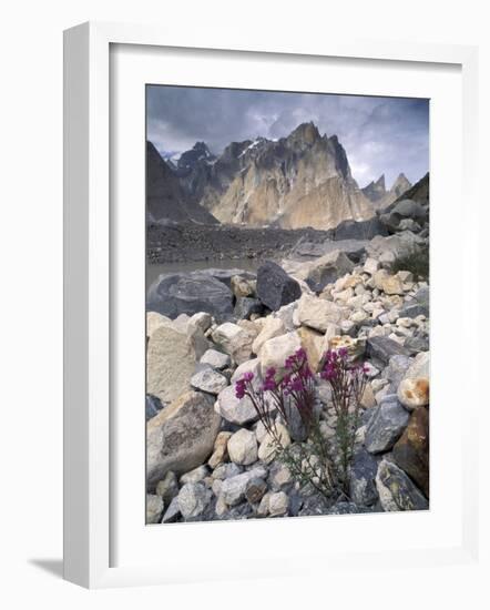 Dwarf Fireweed and Trango, Baltoro Muztagh Range, Pakistan-Gavriel Jecan-Framed Photographic Print