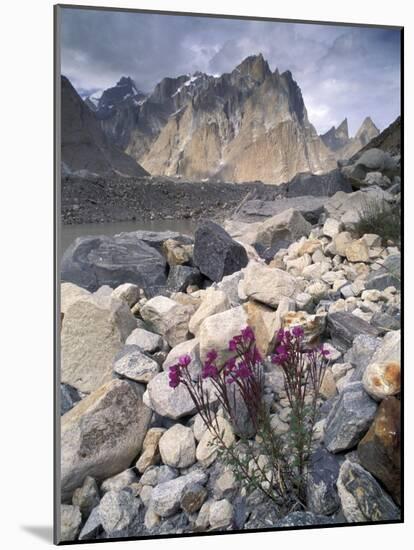 Dwarf Fireweed and Trango, Baltoro Muztagh Range, Pakistan-Gavriel Jecan-Mounted Photographic Print