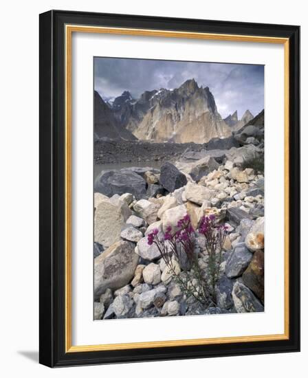 Dwarf Fireweed and Trango, Baltoro Muztagh Range, Pakistan-Gavriel Jecan-Framed Photographic Print