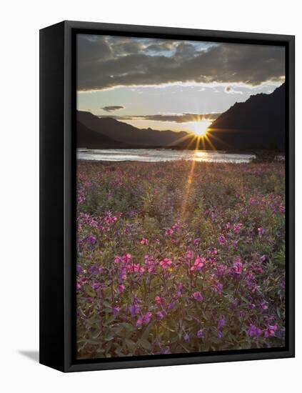 Dwarf Fireweed, Arctic National Wildlife Refuge, Alaska, USA-Hugh Rose-Framed Premier Image Canvas