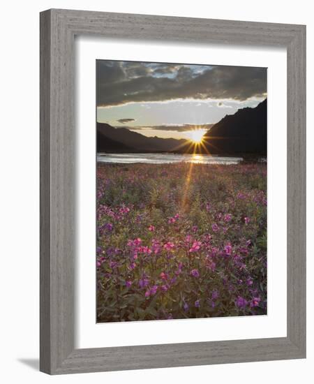 Dwarf Fireweed, Arctic National Wildlife Refuge, Alaska, USA-Hugh Rose-Framed Photographic Print