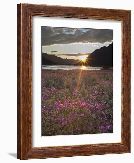 Dwarf Fireweed, Arctic National Wildlife Refuge, Alaska, USA-Hugh Rose-Framed Photographic Print