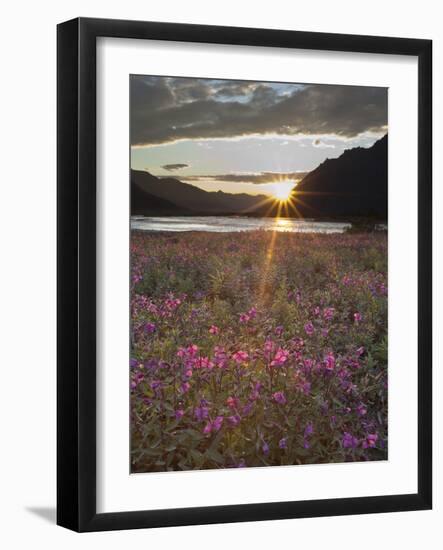 Dwarf Fireweed, Arctic National Wildlife Refuge, Alaska, USA-Hugh Rose-Framed Photographic Print