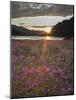 Dwarf Fireweed, Arctic National Wildlife Refuge, Alaska, USA-Hugh Rose-Mounted Photographic Print