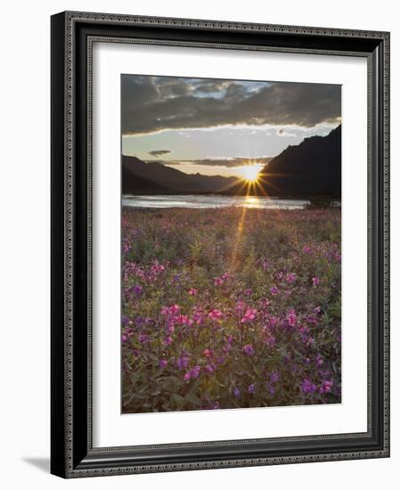 Dwarf Fireweed, Arctic National Wildlife Refuge, Alaska, USA-Hugh Rose-Framed Photographic Print