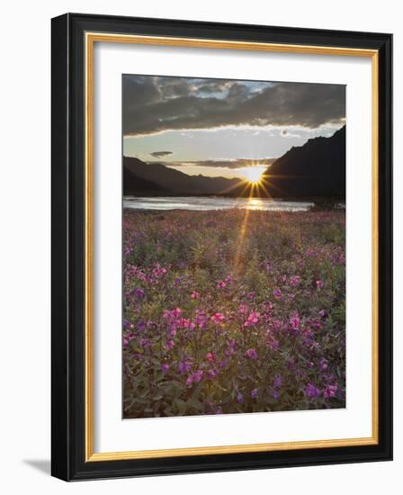 Dwarf Fireweed, Arctic National Wildlife Refuge, Alaska, USA-Hugh Rose-Framed Photographic Print