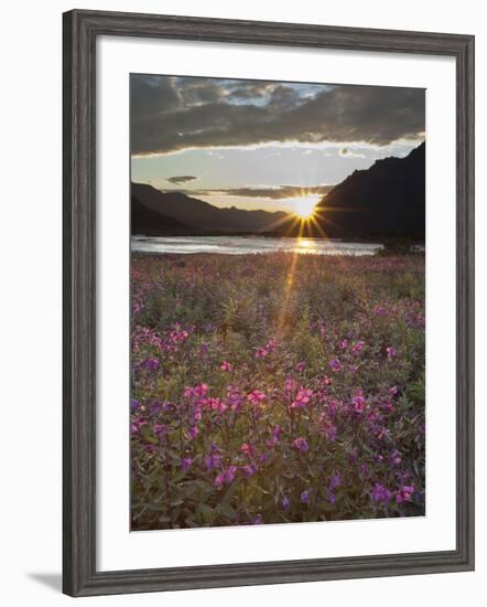 Dwarf Fireweed, Arctic National Wildlife Refuge, Alaska, USA-Hugh Rose-Framed Photographic Print