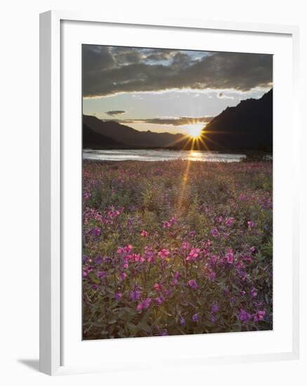 Dwarf Fireweed, Arctic National Wildlife Refuge, Alaska, USA-Hugh Rose-Framed Photographic Print