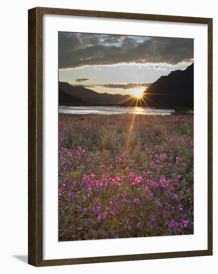 Dwarf Fireweed, Arctic National Wildlife Refuge, Alaska, USA-Hugh Rose-Framed Photographic Print