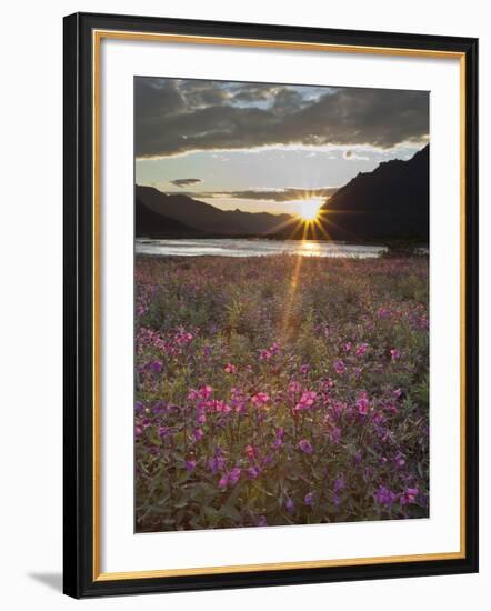 Dwarf Fireweed, Arctic National Wildlife Refuge, Alaska, USA-Hugh Rose-Framed Photographic Print