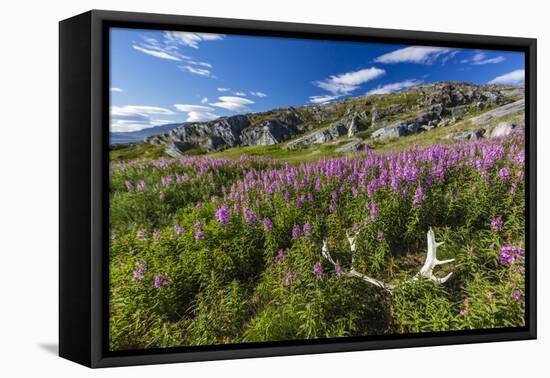 Dwarf Fireweed (River Beauty Willowherb) (Chamerion Latifolium)-Michael Nolan-Framed Premier Image Canvas