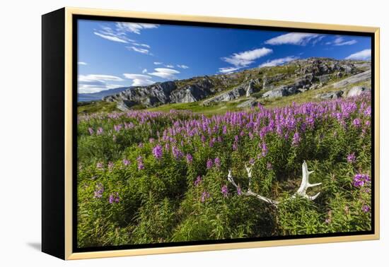 Dwarf Fireweed (River Beauty Willowherb) (Chamerion Latifolium)-Michael Nolan-Framed Premier Image Canvas