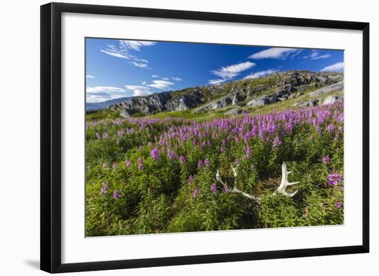 Dwarf Fireweed (River Beauty Willowherb) (Chamerion Latifolium)-Michael Nolan-Framed Photographic Print