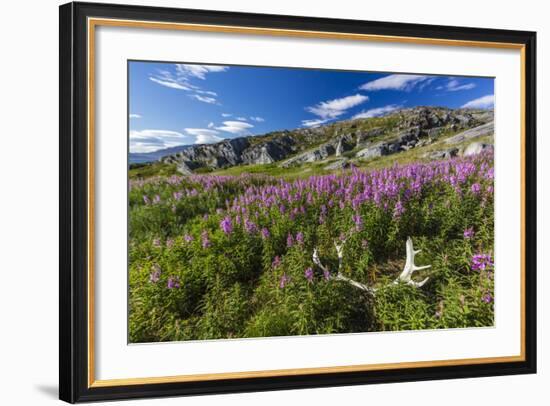 Dwarf Fireweed (River Beauty Willowherb) (Chamerion Latifolium)-Michael Nolan-Framed Photographic Print