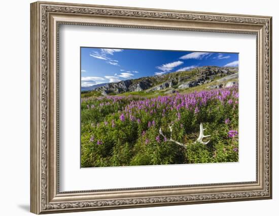 Dwarf Fireweed (River Beauty Willowherb) (Chamerion Latifolium)-Michael Nolan-Framed Photographic Print