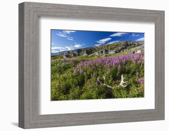 Dwarf Fireweed (River Beauty Willowherb) (Chamerion Latifolium)-Michael Nolan-Framed Photographic Print