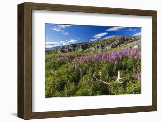 Dwarf Fireweed (River Beauty Willowherb) (Chamerion Latifolium)-Michael Nolan-Framed Photographic Print