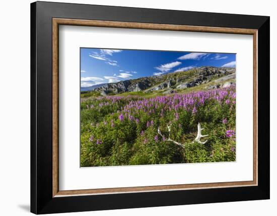 Dwarf Fireweed (River Beauty Willowherb) (Chamerion Latifolium)-Michael Nolan-Framed Photographic Print