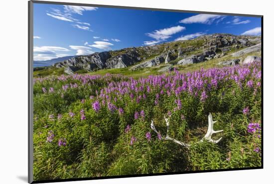 Dwarf Fireweed (River Beauty Willowherb) (Chamerion Latifolium)-Michael Nolan-Mounted Photographic Print