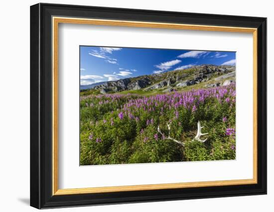 Dwarf Fireweed (River Beauty Willowherb) (Chamerion Latifolium)-Michael Nolan-Framed Photographic Print