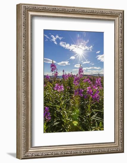 Dwarf Fireweed (River Beauty Willowherb) (Chamerion Latifolium)-Michael Nolan-Framed Photographic Print