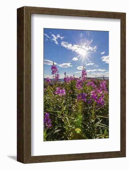 Dwarf Fireweed (River Beauty Willowherb) (Chamerion Latifolium)-Michael Nolan-Framed Photographic Print