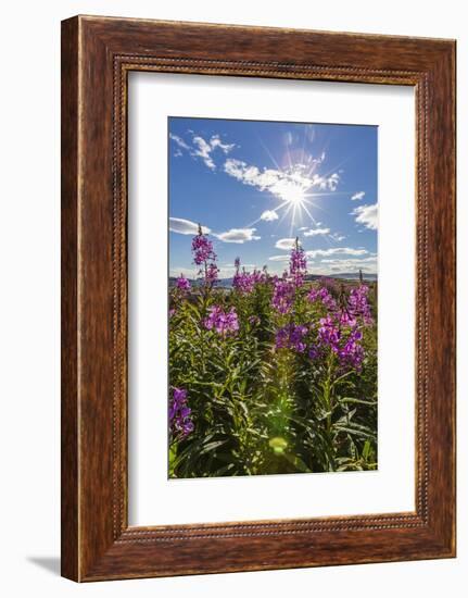 Dwarf Fireweed (River Beauty Willowherb) (Chamerion Latifolium)-Michael Nolan-Framed Photographic Print