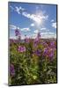 Dwarf Fireweed (River Beauty Willowherb) (Chamerion Latifolium)-Michael Nolan-Mounted Photographic Print