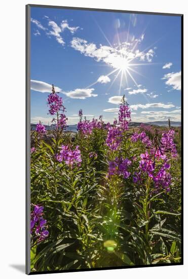 Dwarf Fireweed (River Beauty Willowherb) (Chamerion Latifolium)-Michael Nolan-Mounted Photographic Print