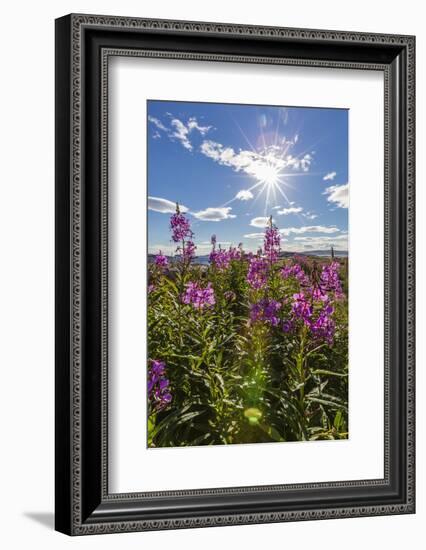 Dwarf Fireweed (River Beauty Willowherb) (Chamerion Latifolium)-Michael Nolan-Framed Photographic Print