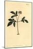 Dwarf Ginseng, Panax Trifolius-Sydenham Teast Edwards-Mounted Giclee Print